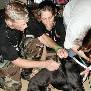 USPHS Veterinarians restraining and vaccinating a dog