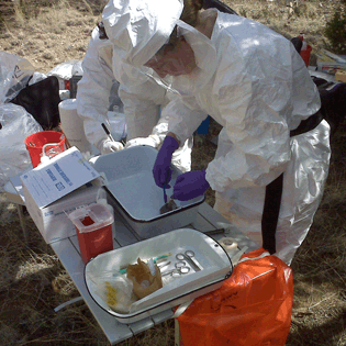 USPHS Veterinarians checking mice for fleas during a human plague investigation